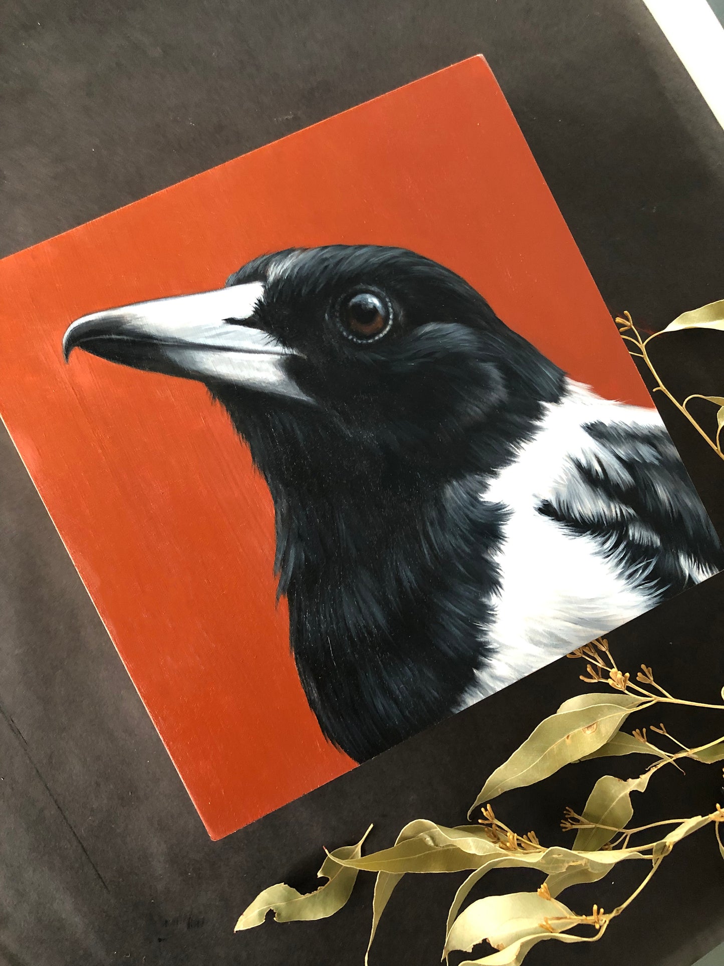 "Adult Pied Butcherbird" - 8x8"