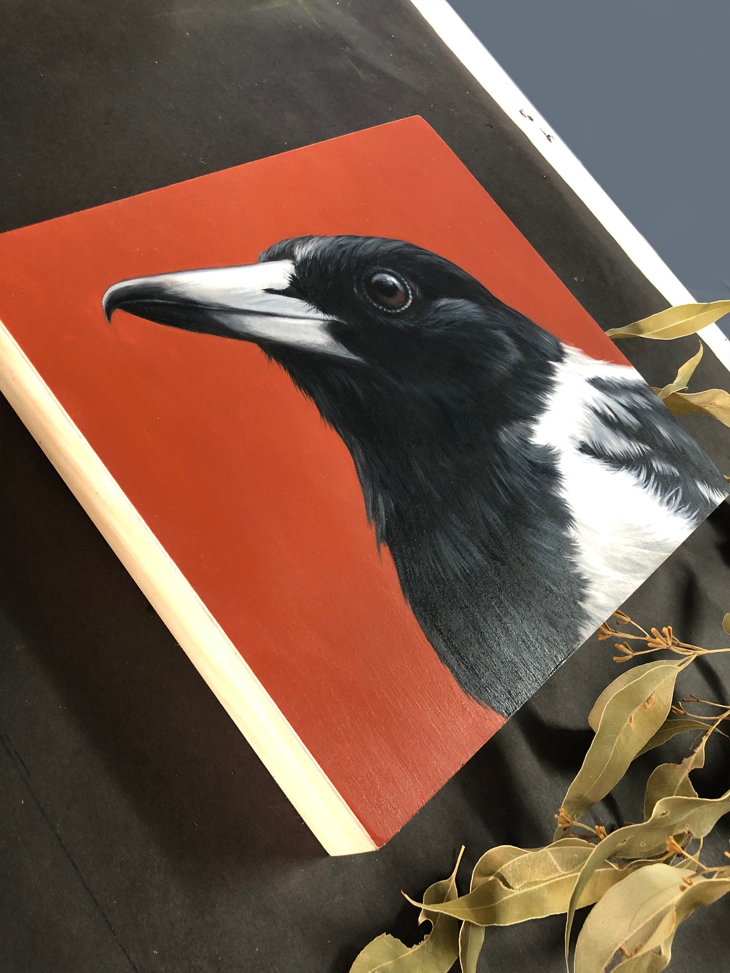 "Adult Pied Butcherbird" - 8x8"