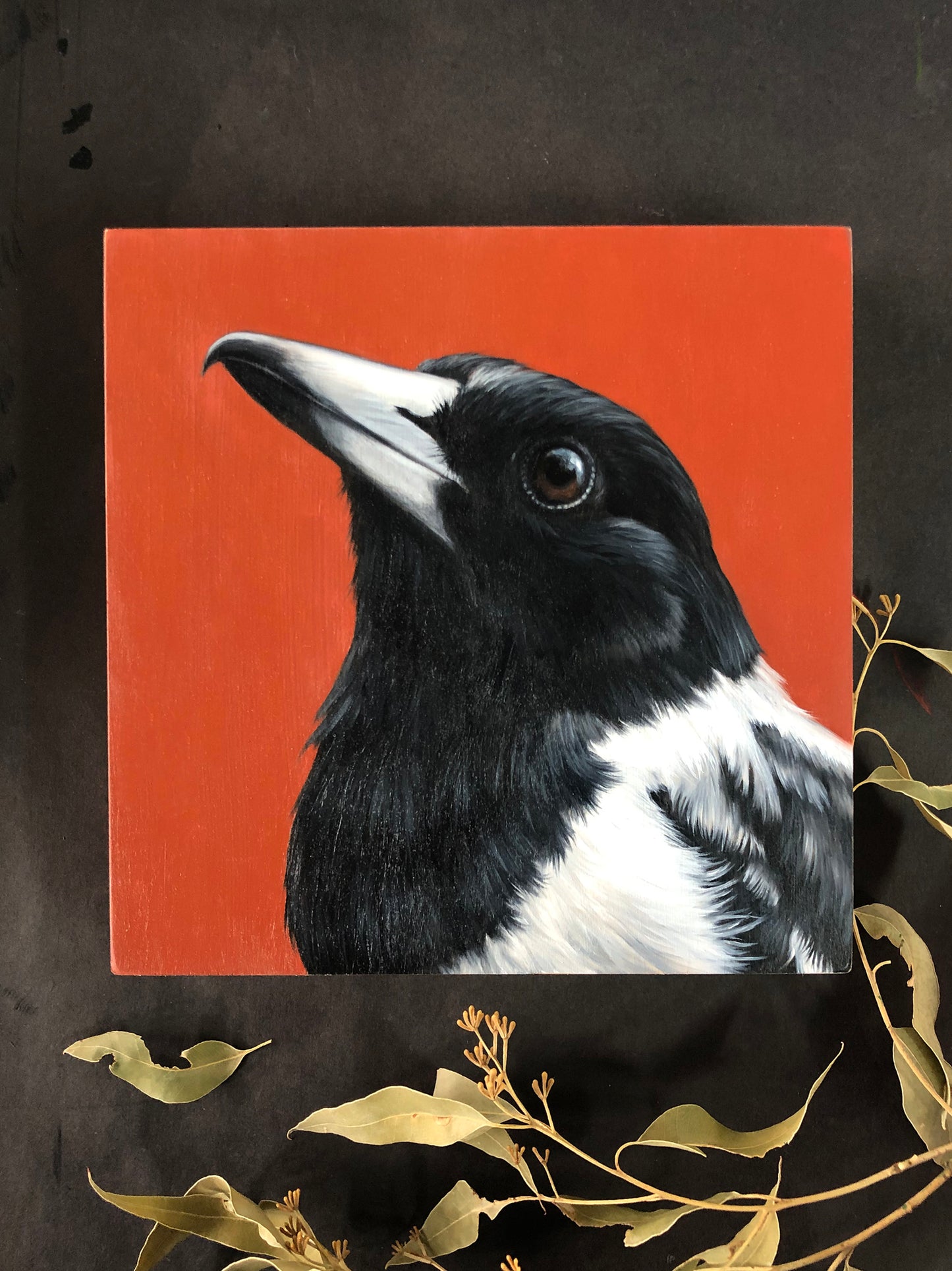 "Adult Pied Butcherbird" - 8x8"