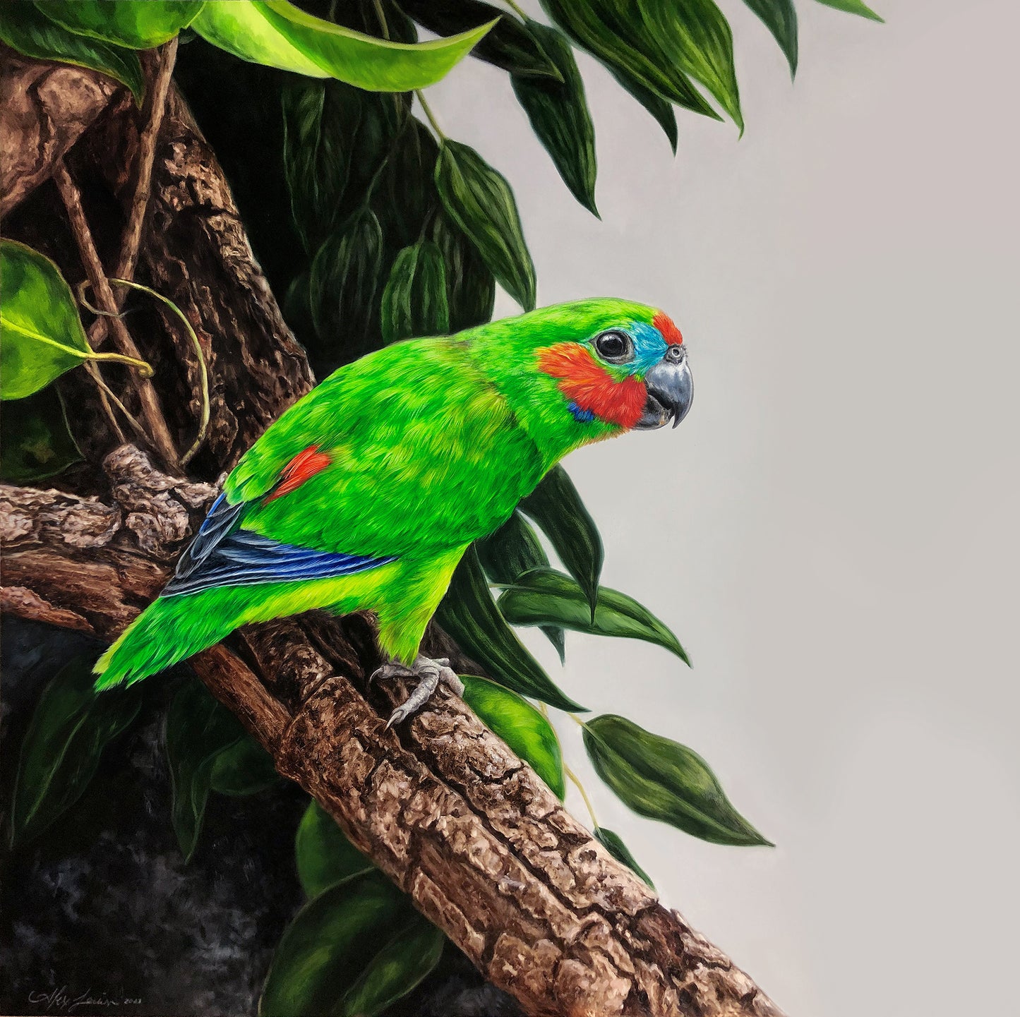 Double-eyed Fig Parrot - 25 x 25"