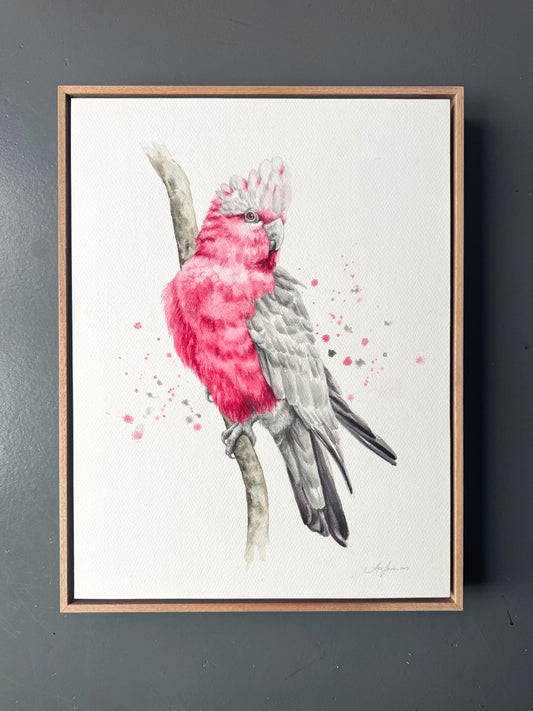 Galah Pink - 15 x 20" (Framed)