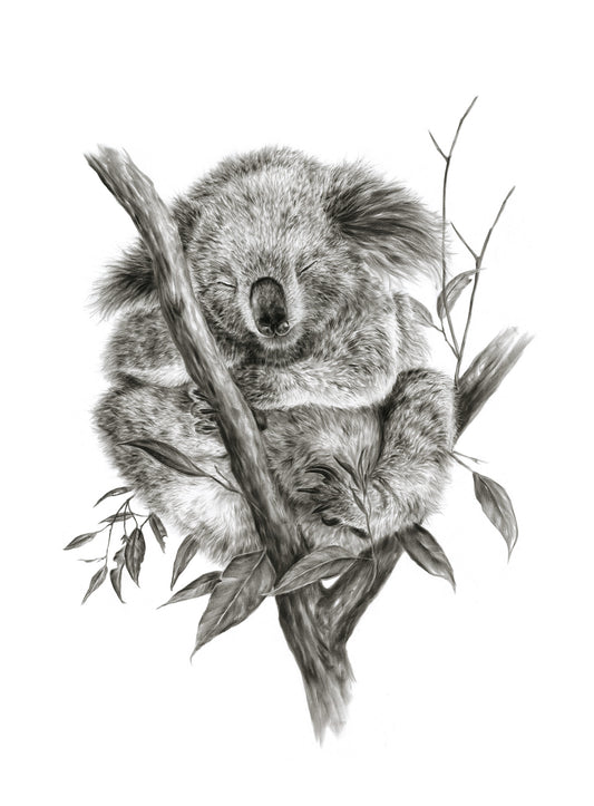 "Sleepy Koala" - 22 x 30"