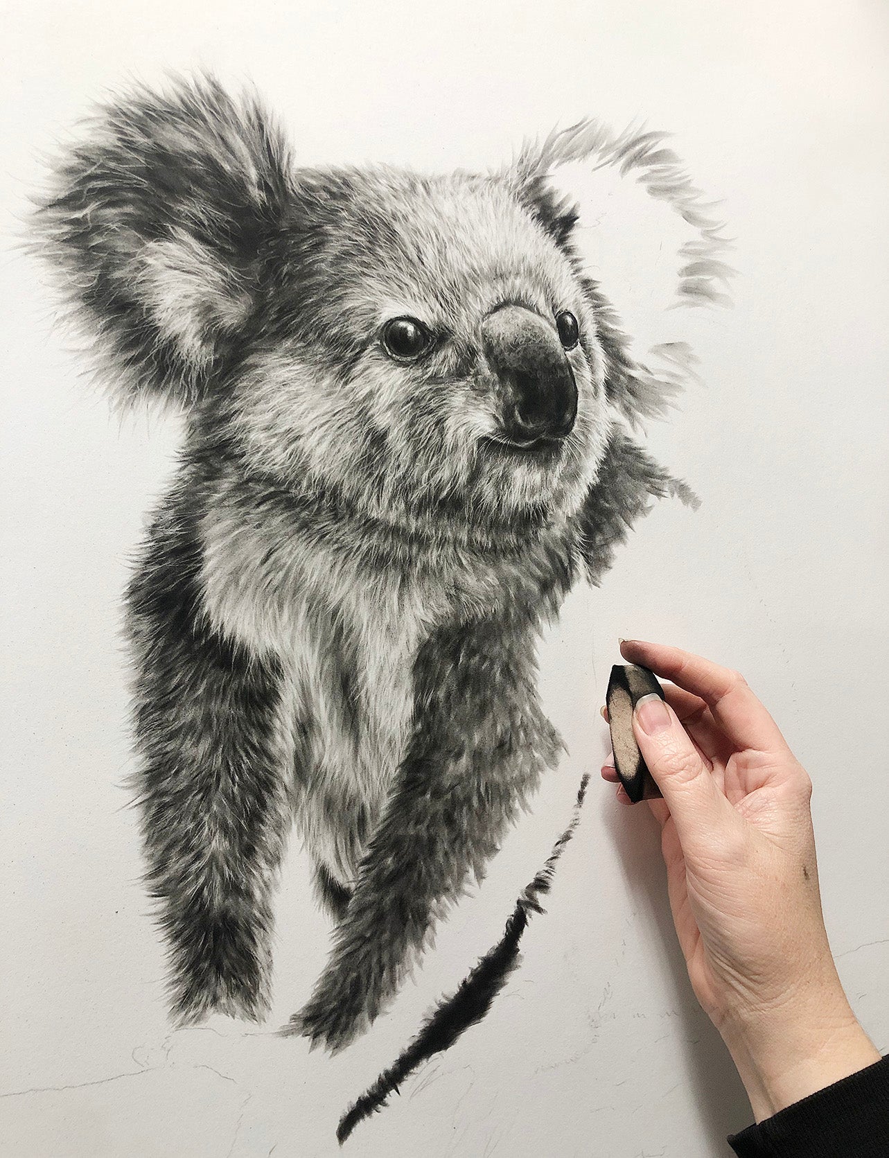 "Young Koala" - 22 x 30"