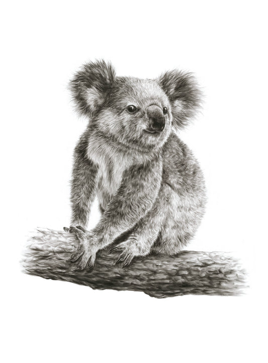 "Young Koala" - 22 x 30"
