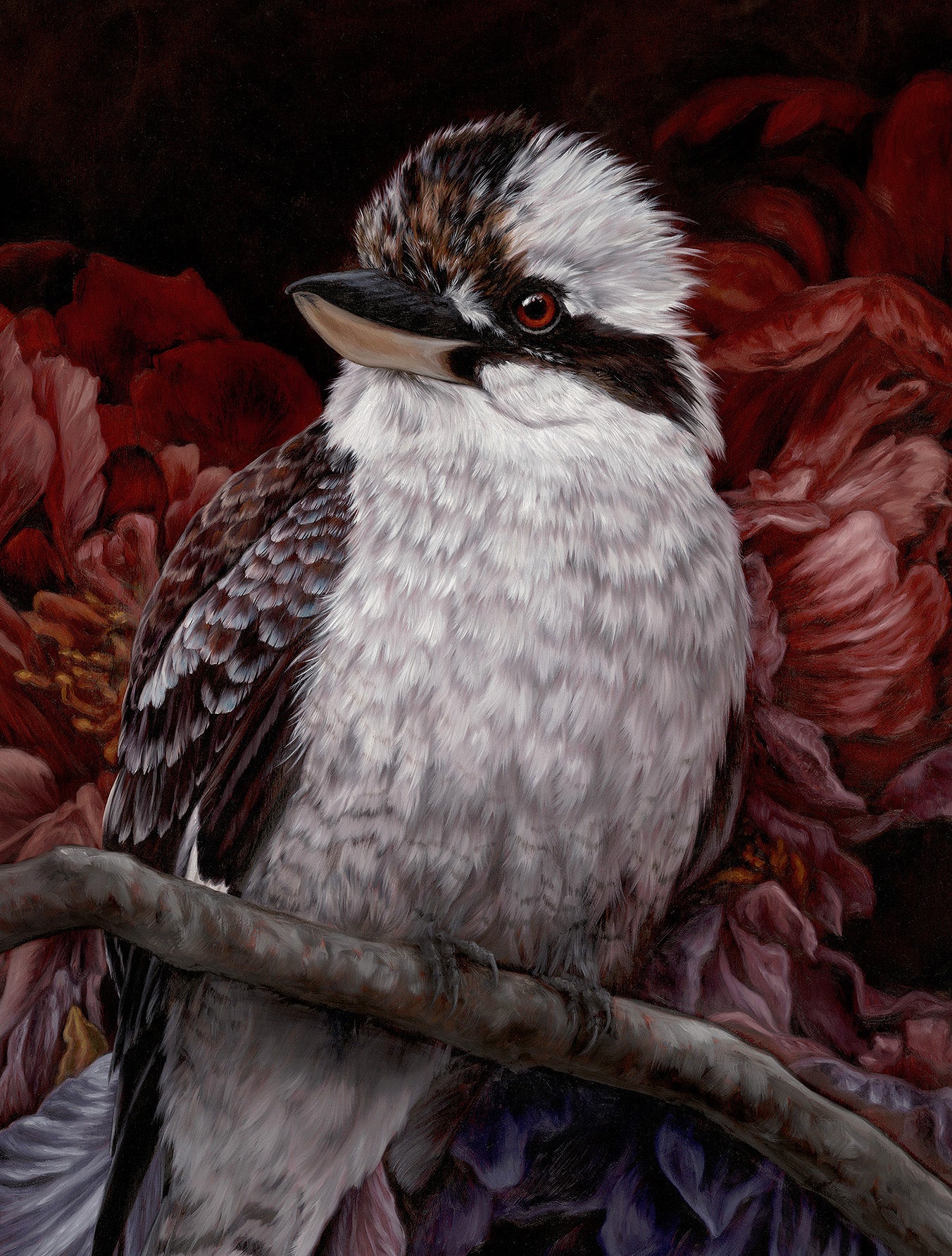 Kookaburra - 24 x 32"