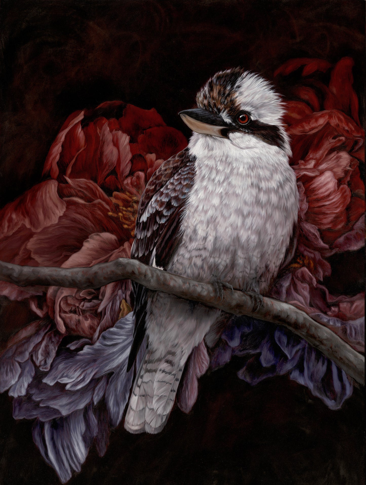 Kookaburra - 24 x 32"