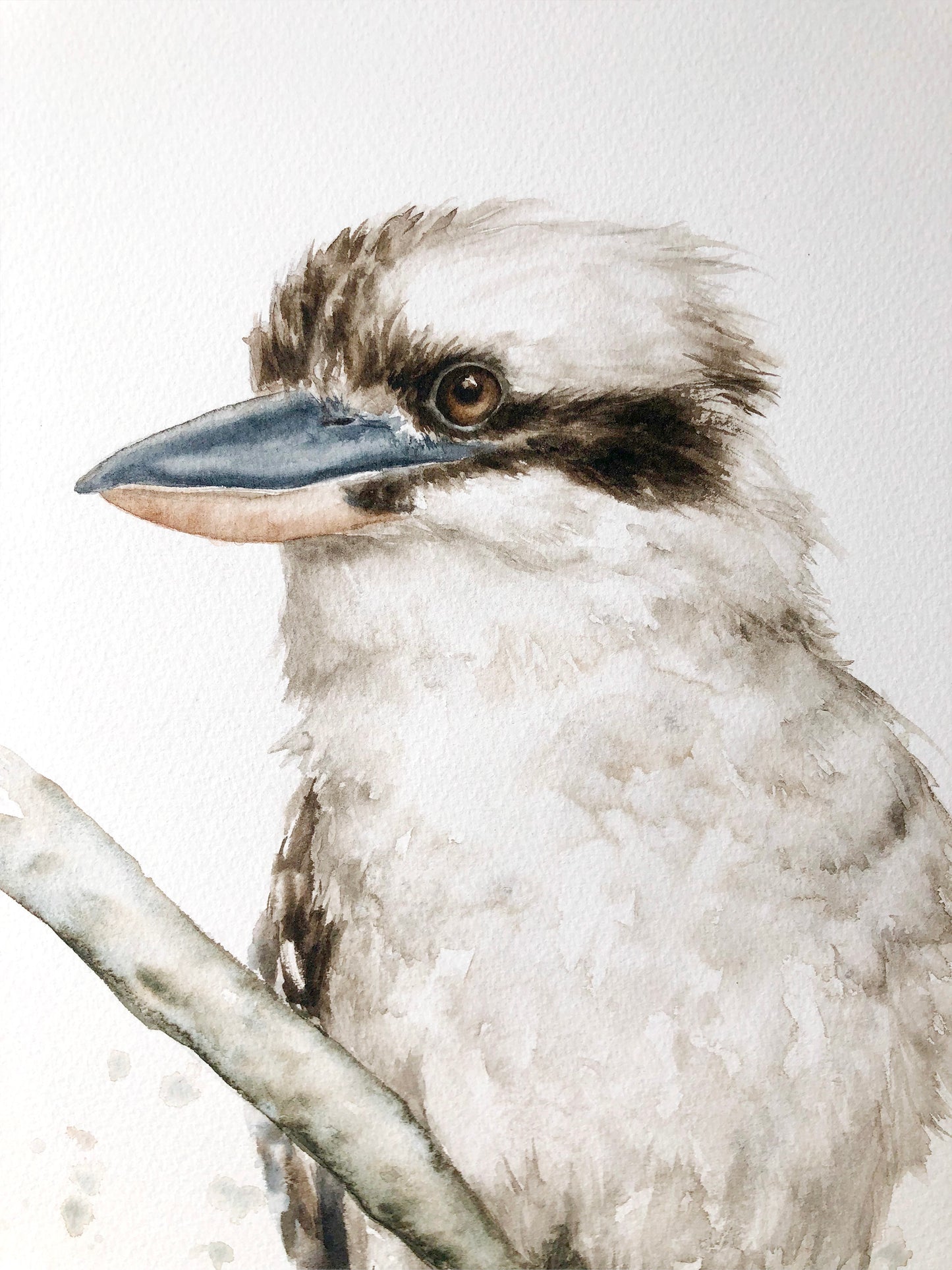 Kookaburra #2 - 15 x 22.5"