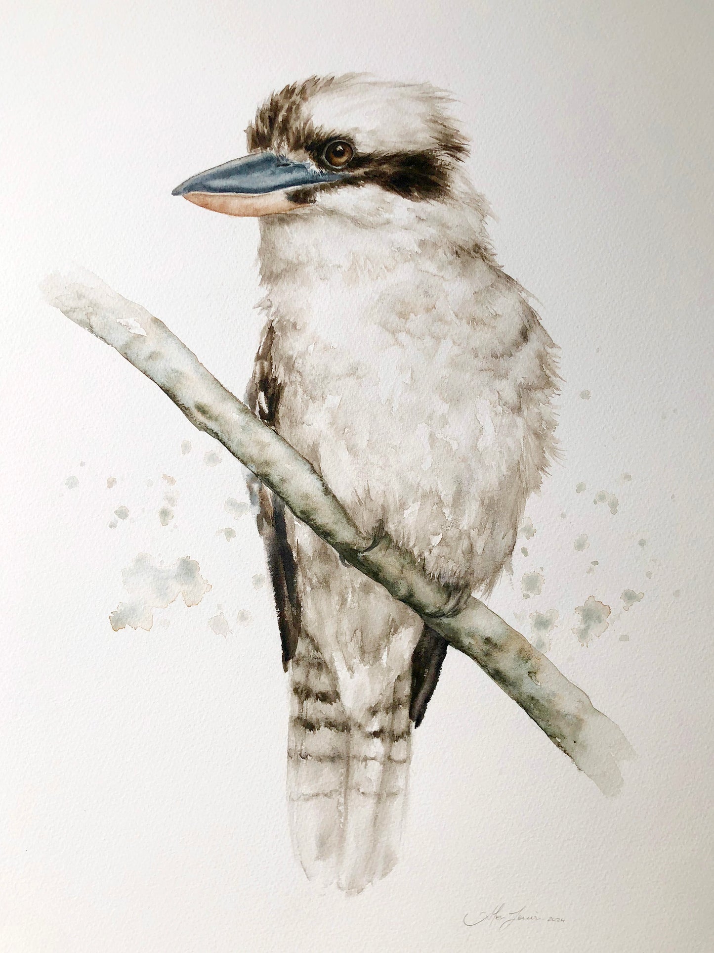 Kookaburra #2 - 15 x 22.5"