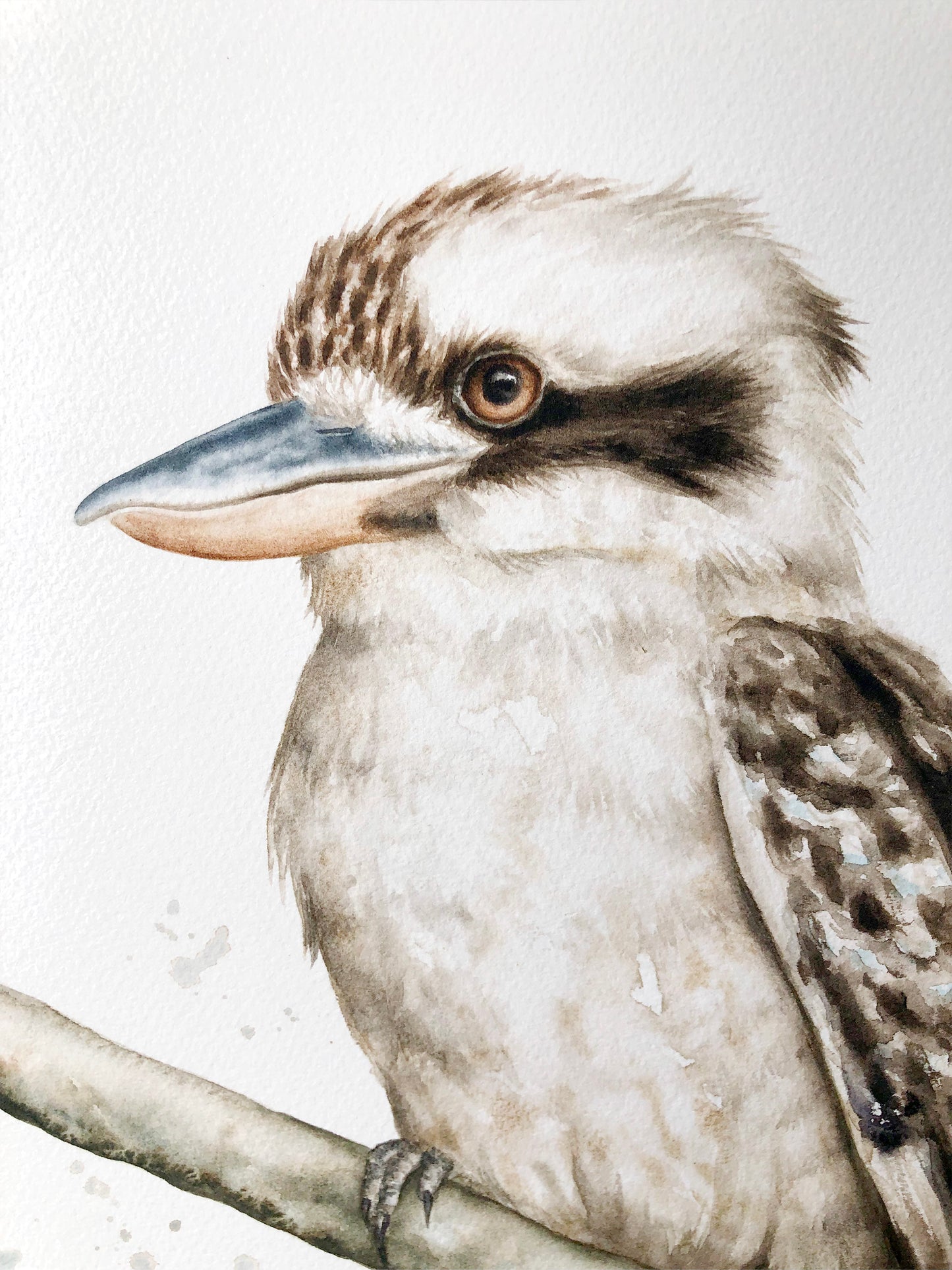 Kookaburra #3 - 15 x 20"