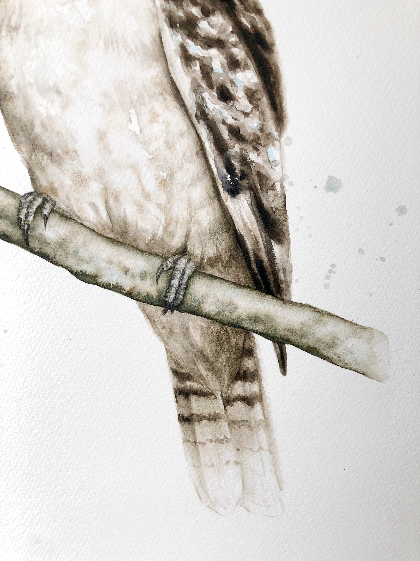 Kookaburra #3 - 15 x 20"