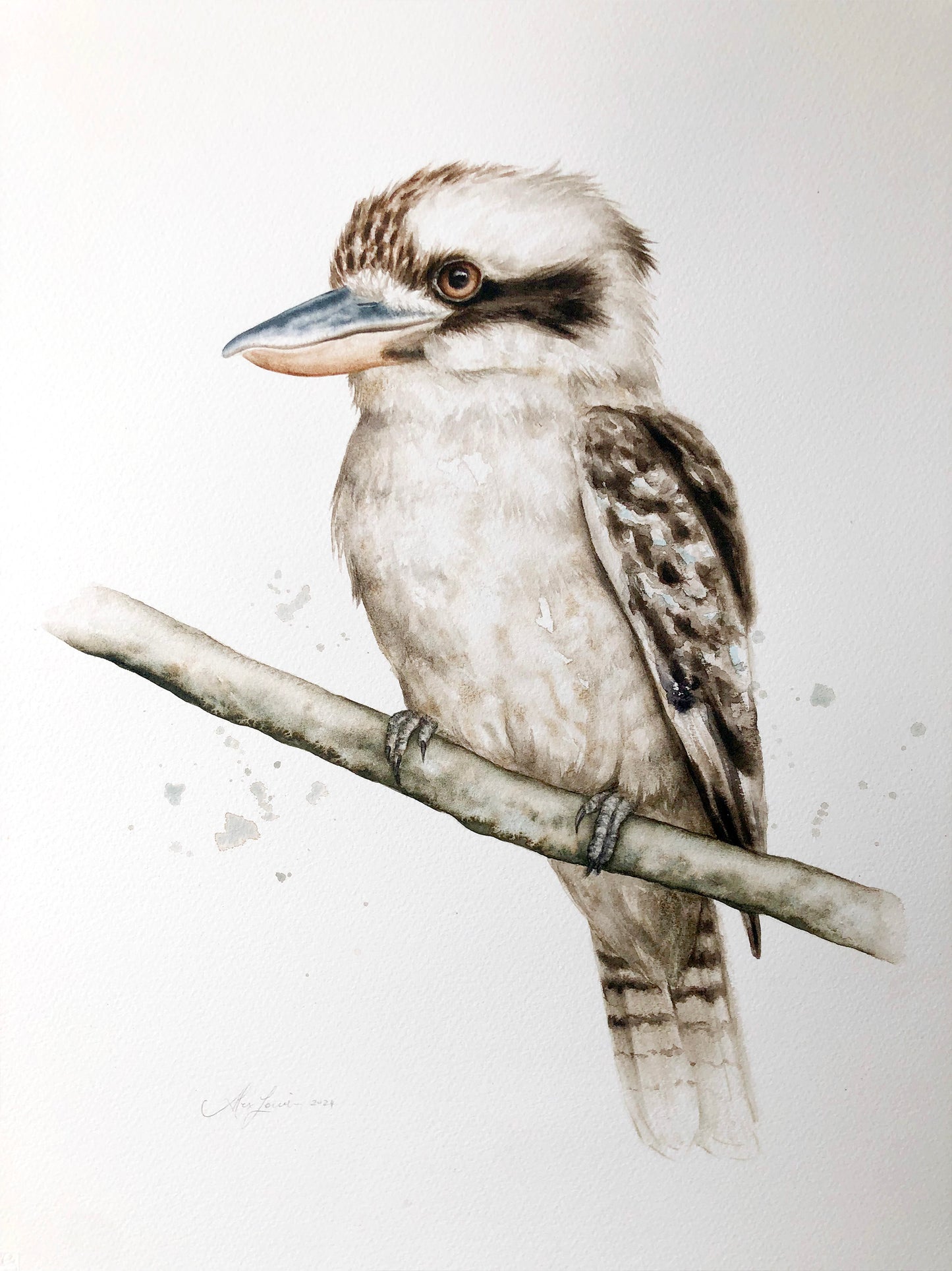 Kookaburra #3 - 15 x 20"