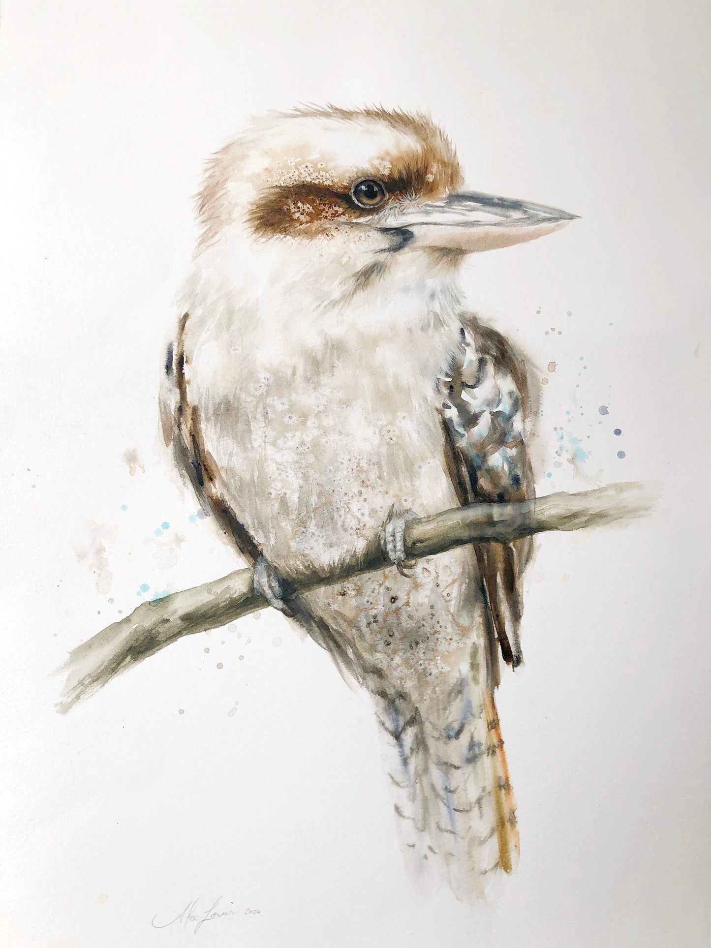 Kookaburra #4 - 15 x 22"