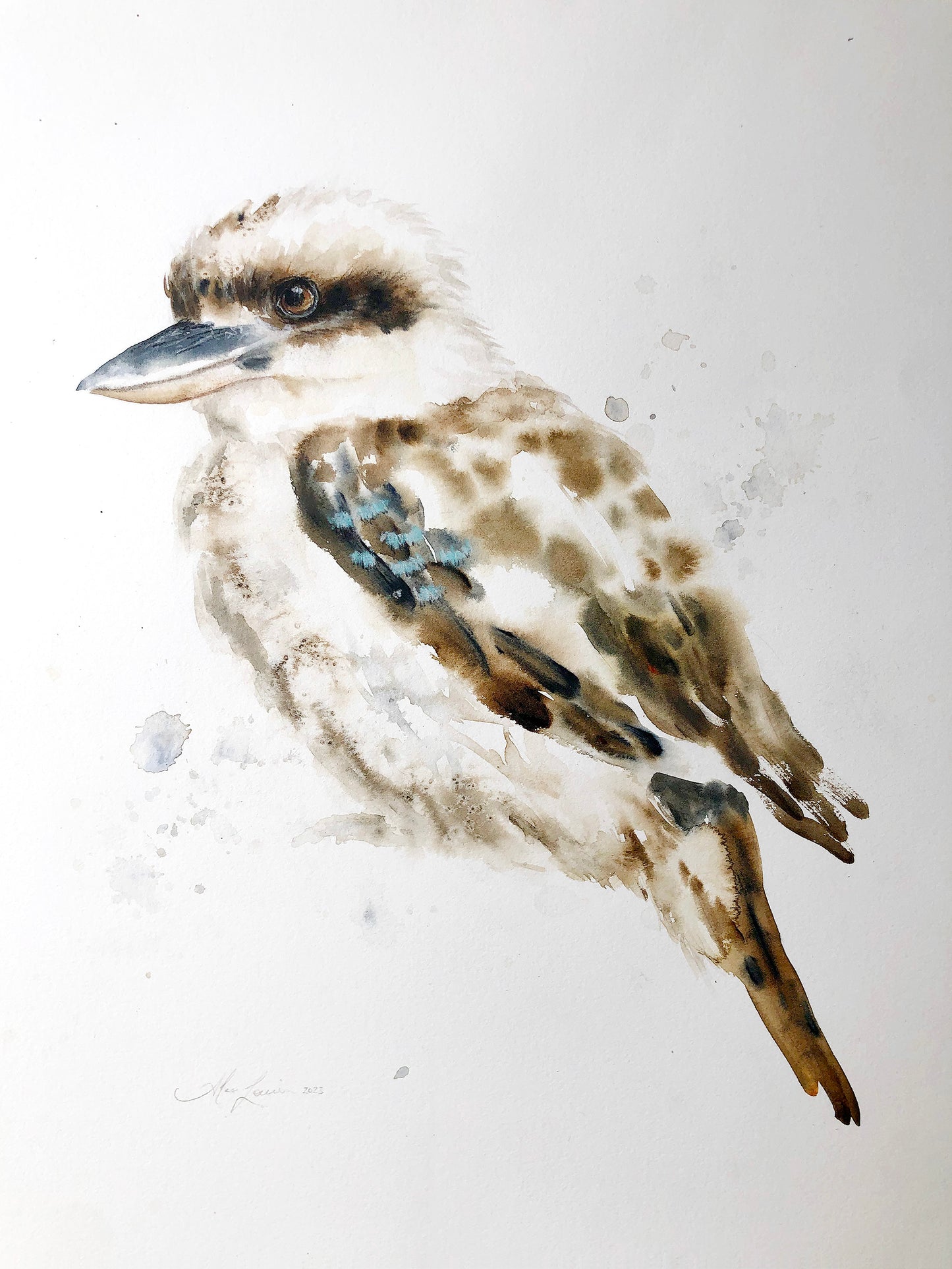 Kookaburra #5 - 15 x 18"