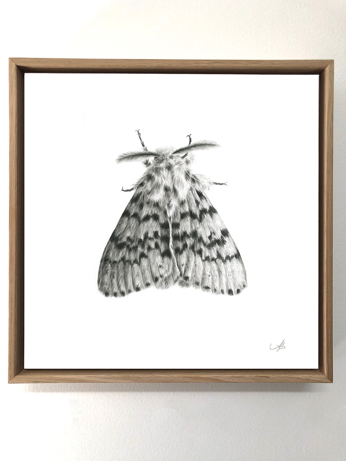 Lymantria Antennata Moth