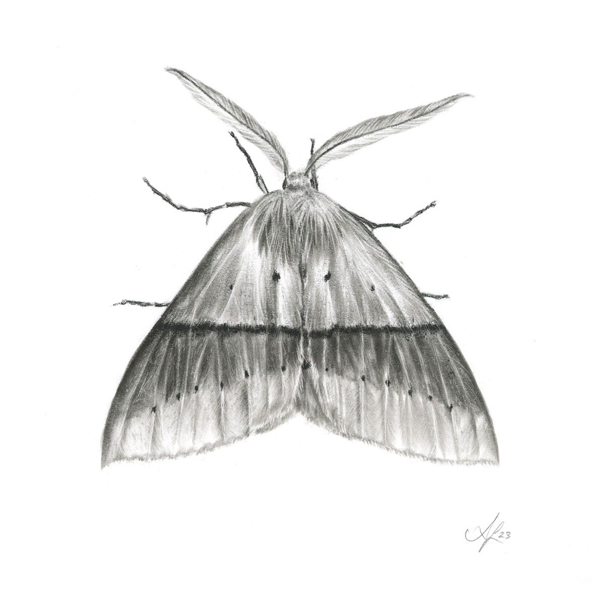Fallen Bark Looper Moth