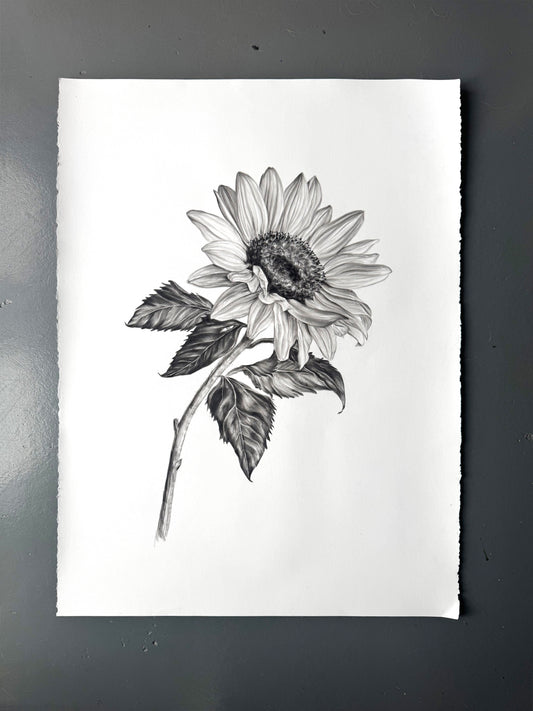 Sunflower - 22 x 30"