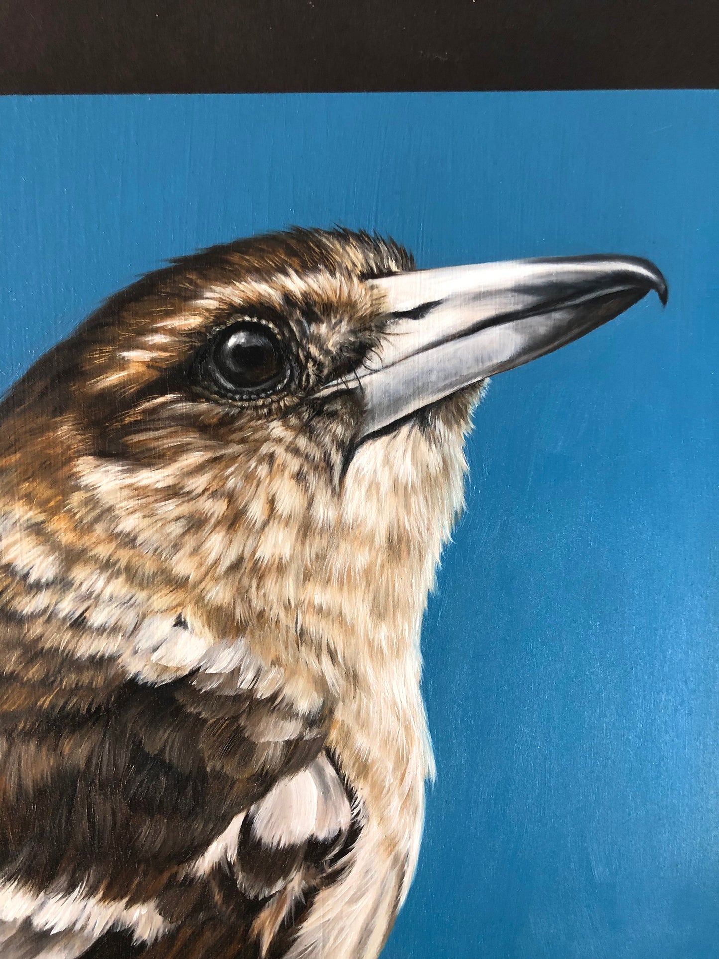 "Young Pied Butcherbird" - 8x8"