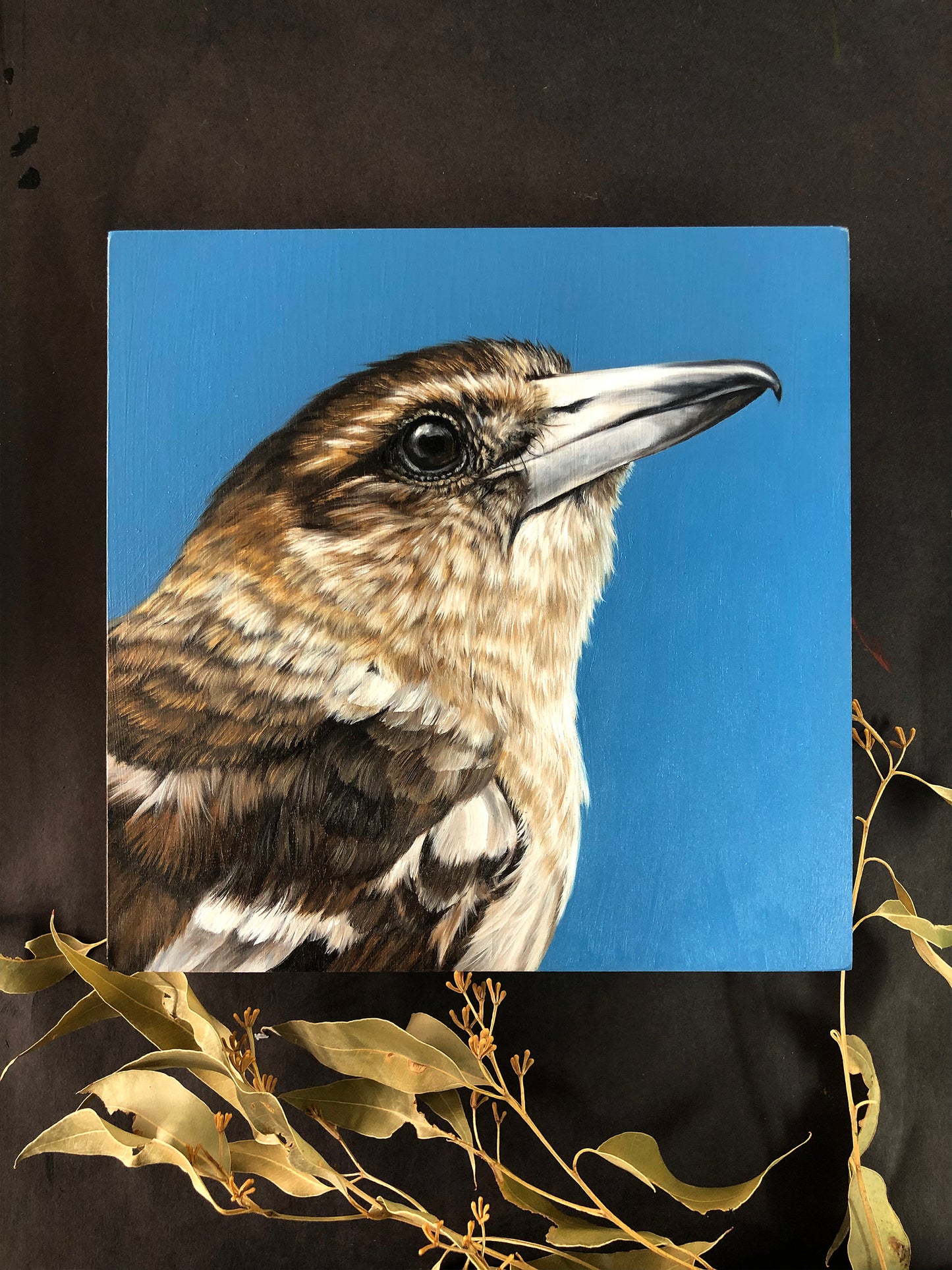 "Young Pied Butcherbird" - 8x8"