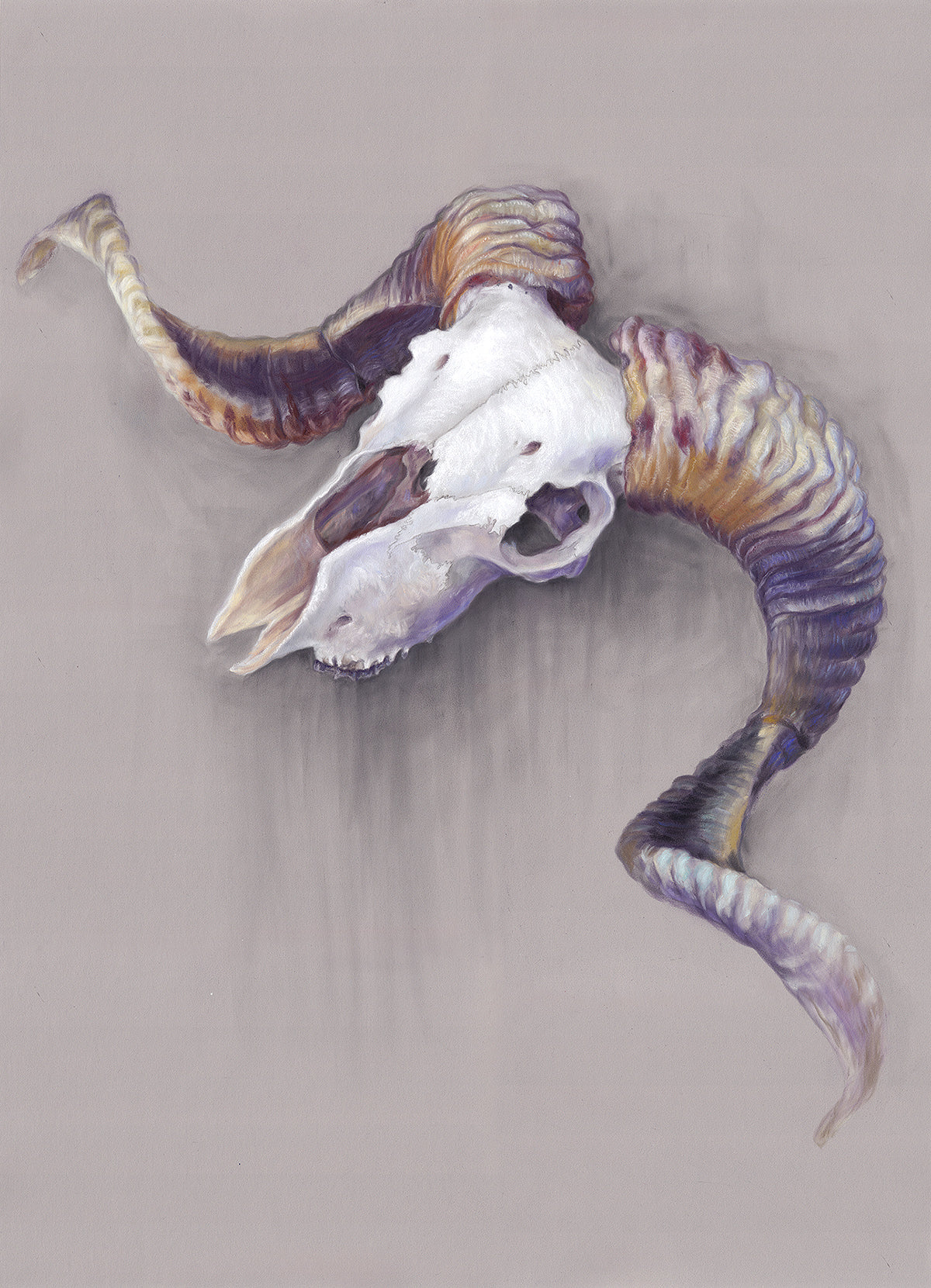 Ram Skull - 22 x 30"