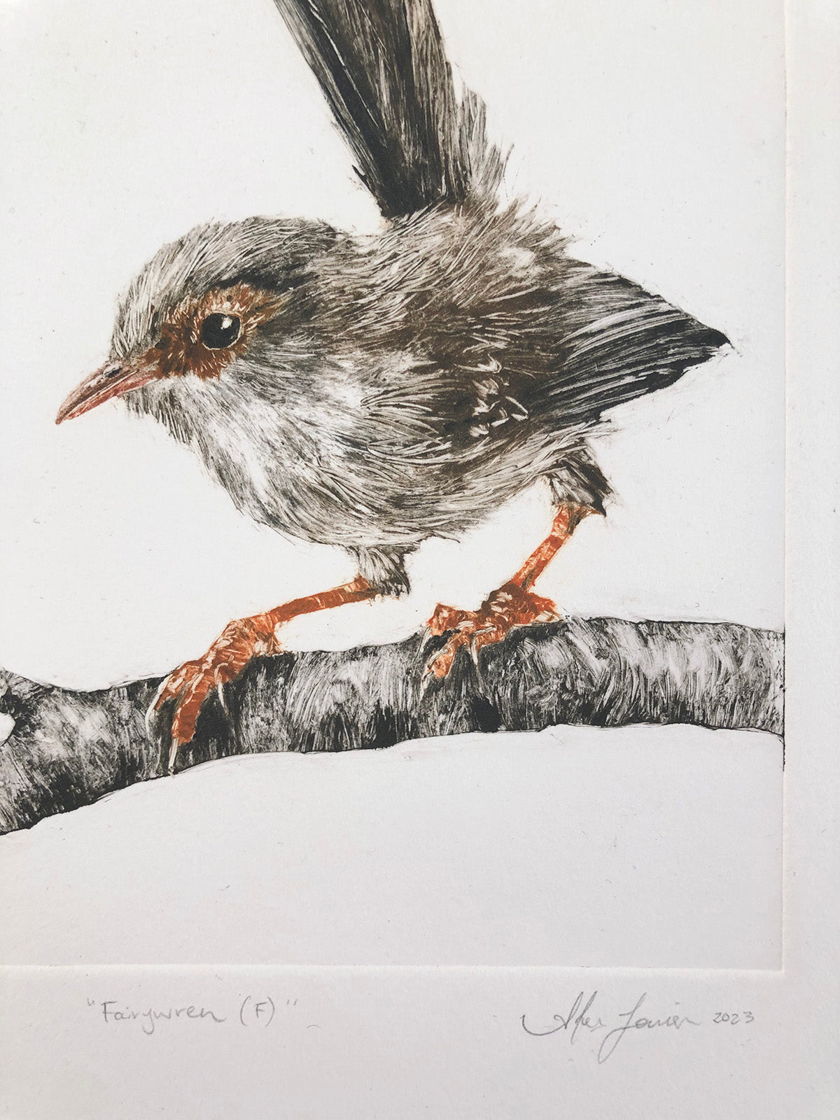 Fairywren (F) - Original Monotype