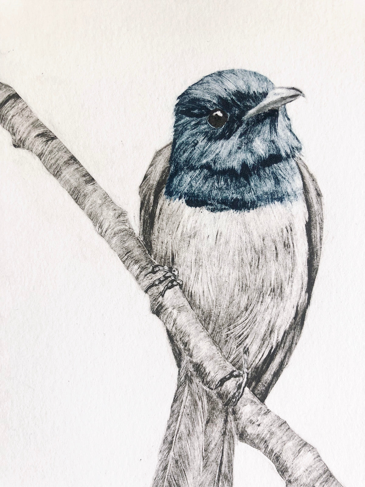 Leaden Flycatcher No. 1 - Original Monotype