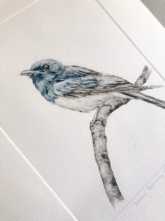 Leaden Flycatcher No. 2 - Original Monotype
