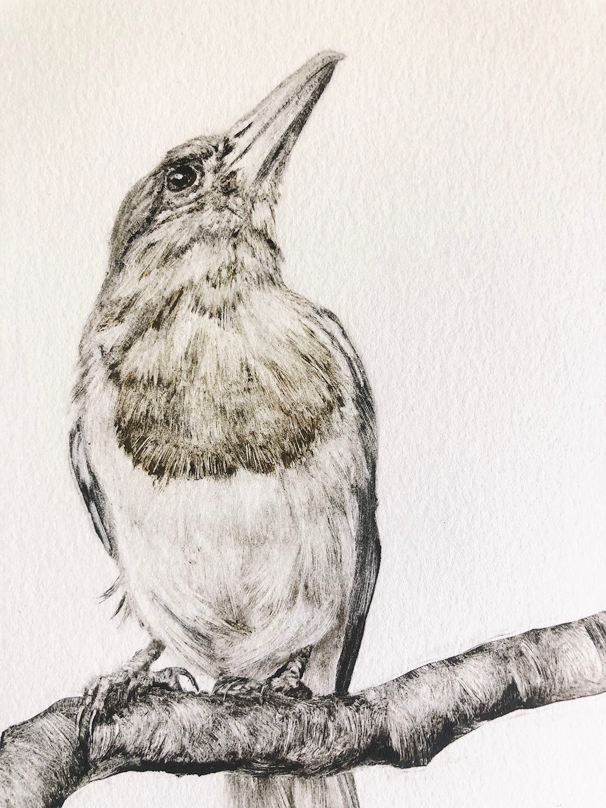 Young Butcherbird - Original Monotype