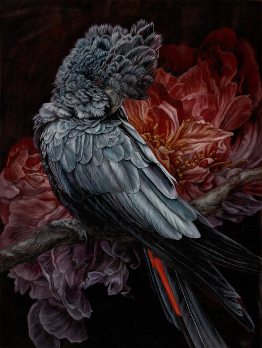 Black Cockatoo - "Obsidian Red"