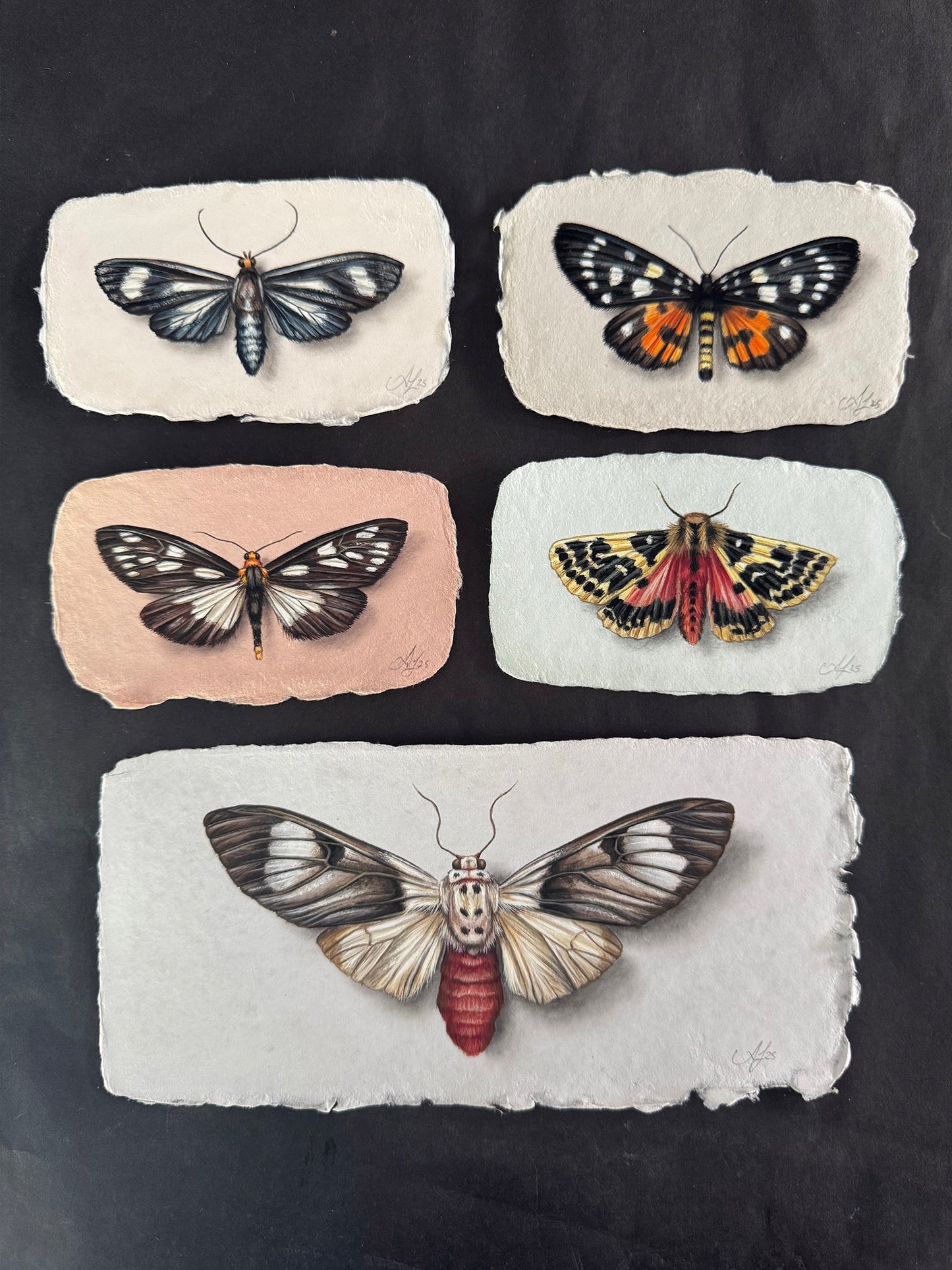 Moth on Handmade Paper #4 - 4.5 x 2.75"