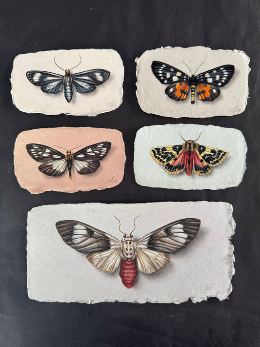 Moth on Handmade Paper #5 - 8.5 x 4"