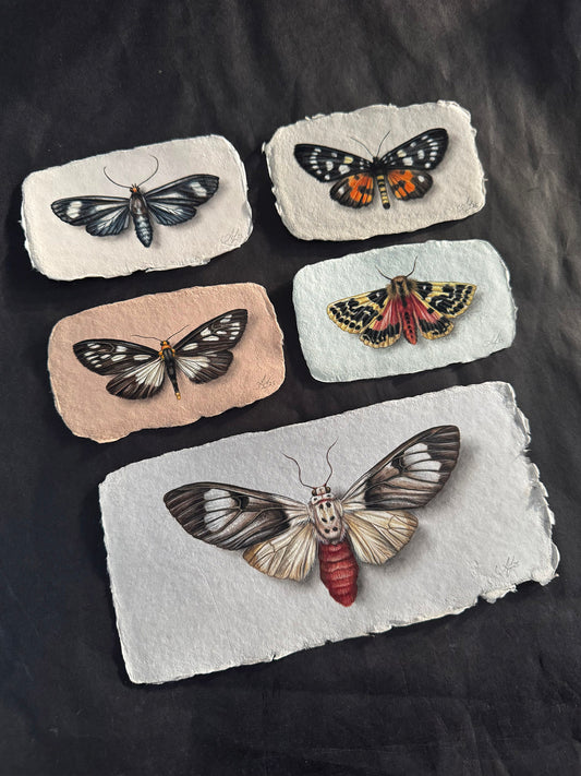 Moth on Handmade Paper #4 - 4.5 x 2.75"