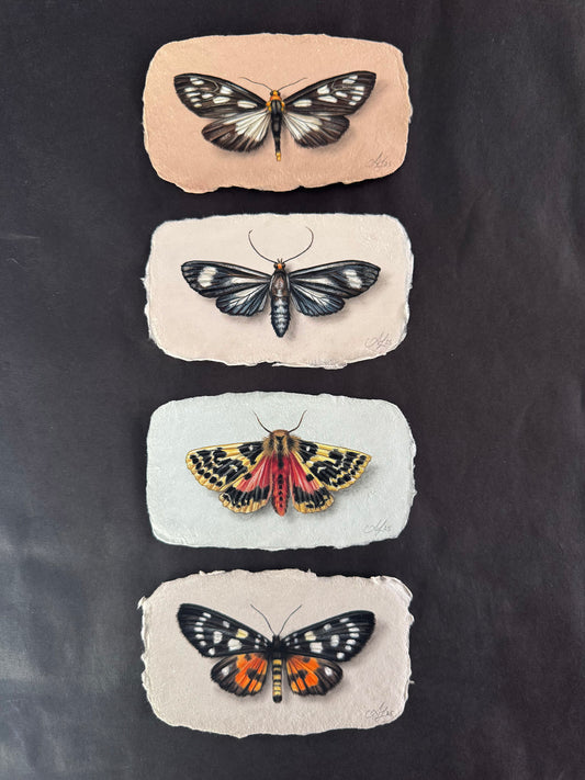 Moth on Handmade Paper #2 - 4.5 x 2.75"