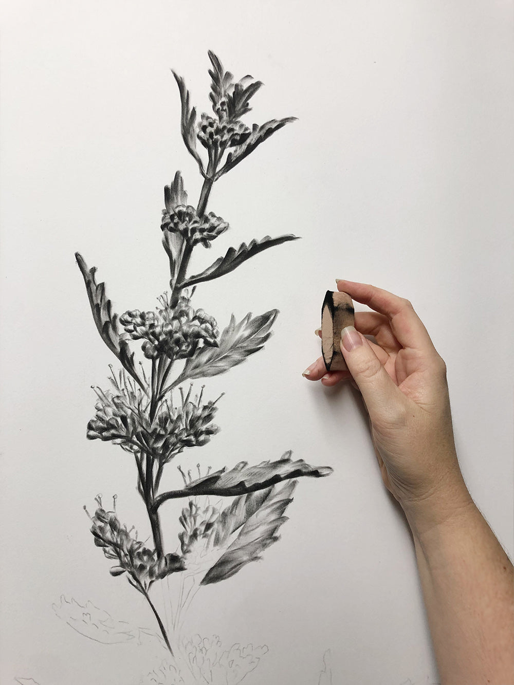 *New Date* Introduction to PanPastel Workshop - Botanical Art