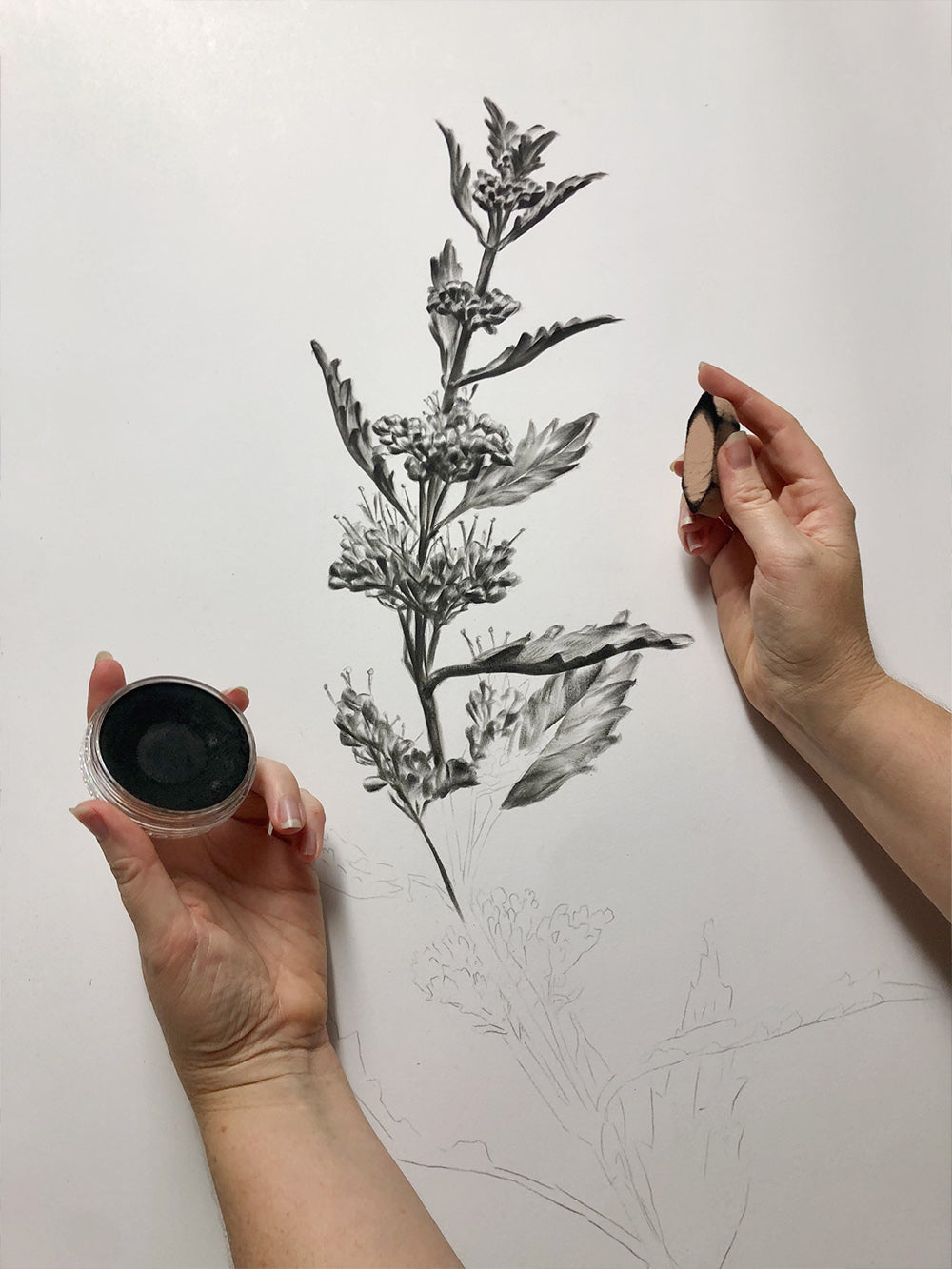 *New Date* Introduction to PanPastel Workshop - Botanical Art