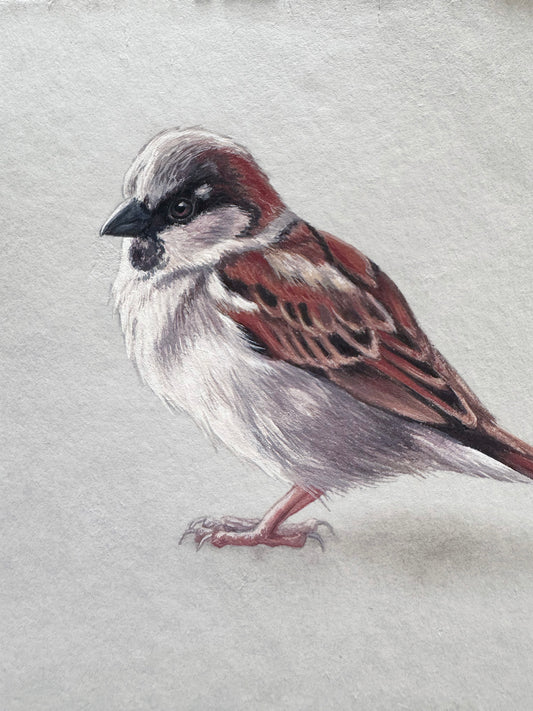 Cafe Sparrow #2 - 6.5 x 4.5"