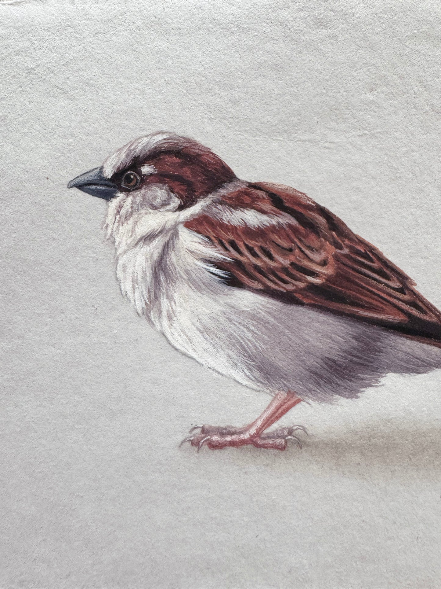 Cafe Sparrow #4 - 6.75 x 4.75"