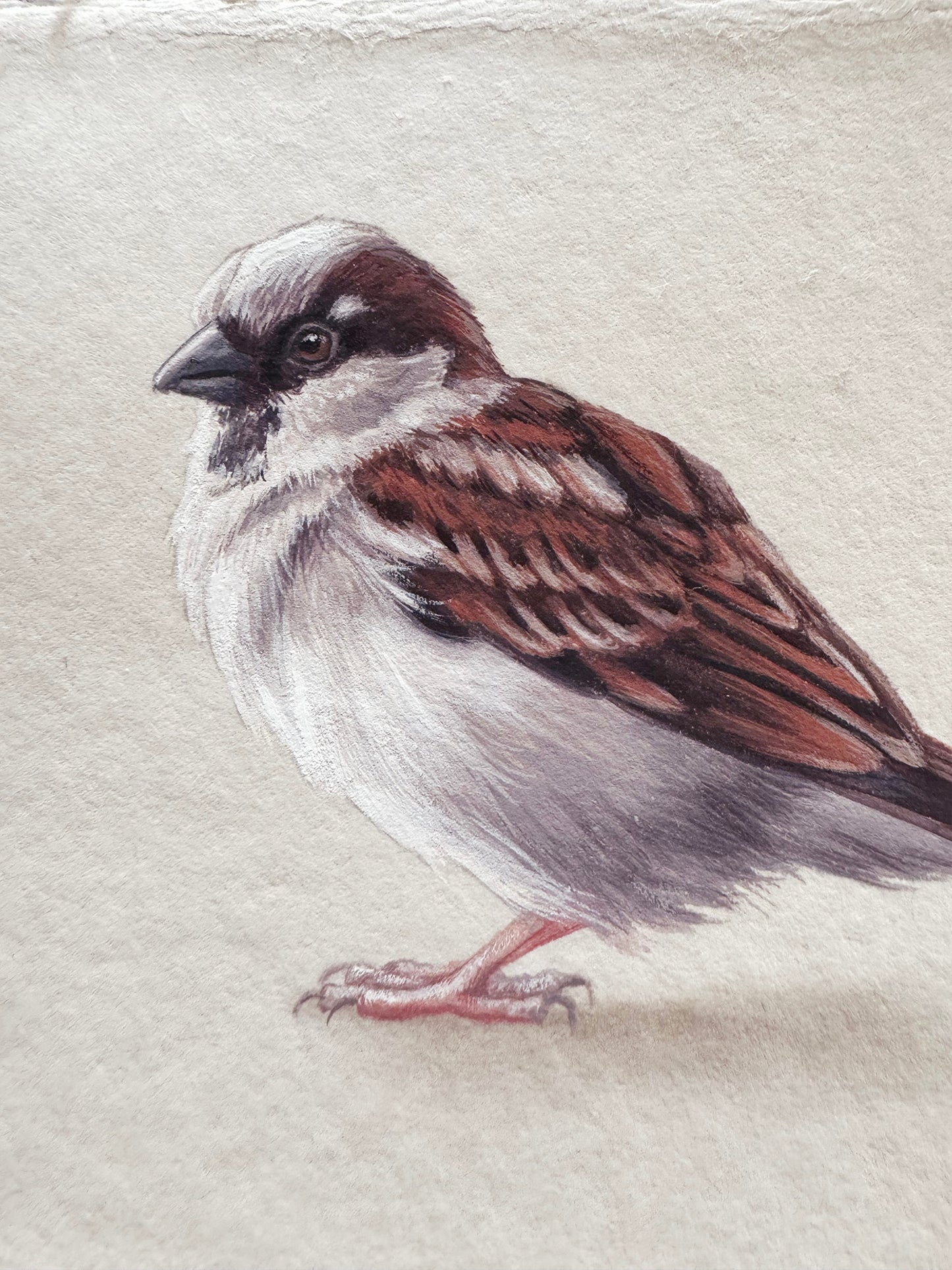 Cafe Sparrow #6 - 6.5 x 4.5"