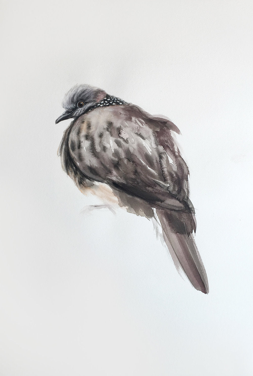 Spotted Turtle Dove - 15 x 22"