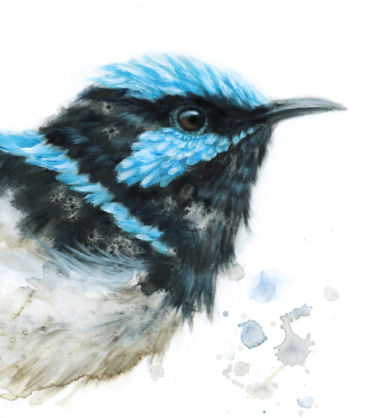 Superb Blue Fairywren (Male) - 16 x 20"