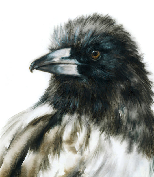 Butcherbird - 16 x 20"