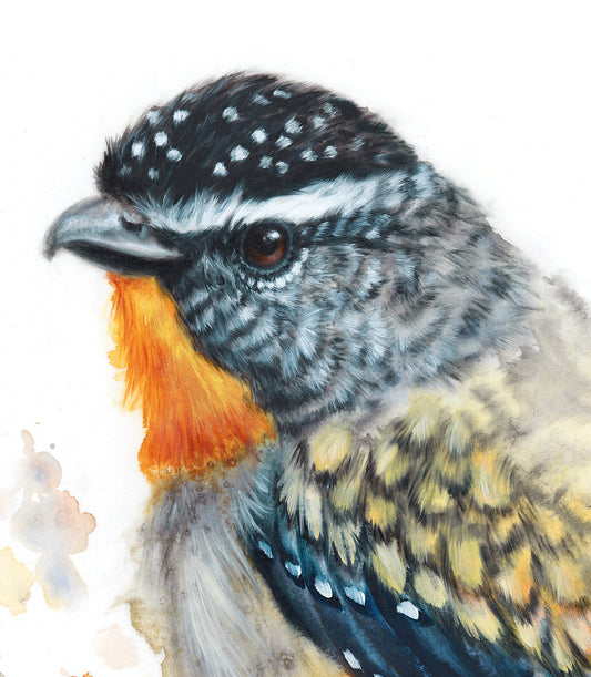 Spotted Pardalote - 16 x 20"