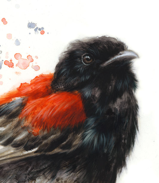 Red-backed Fairywren - 16 x 20"