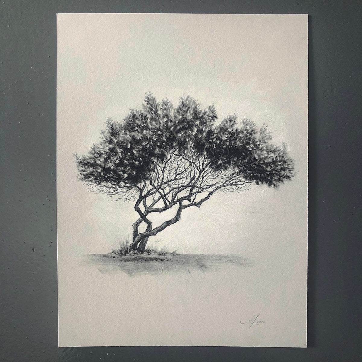 Tree 16/100