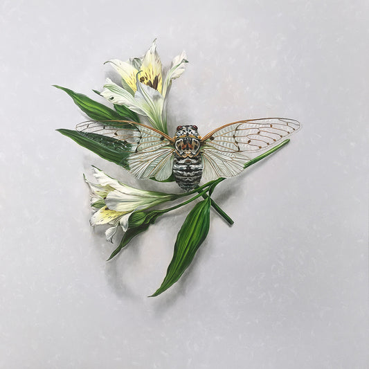 "Alstroemeria Cicada" - 48 x 48"