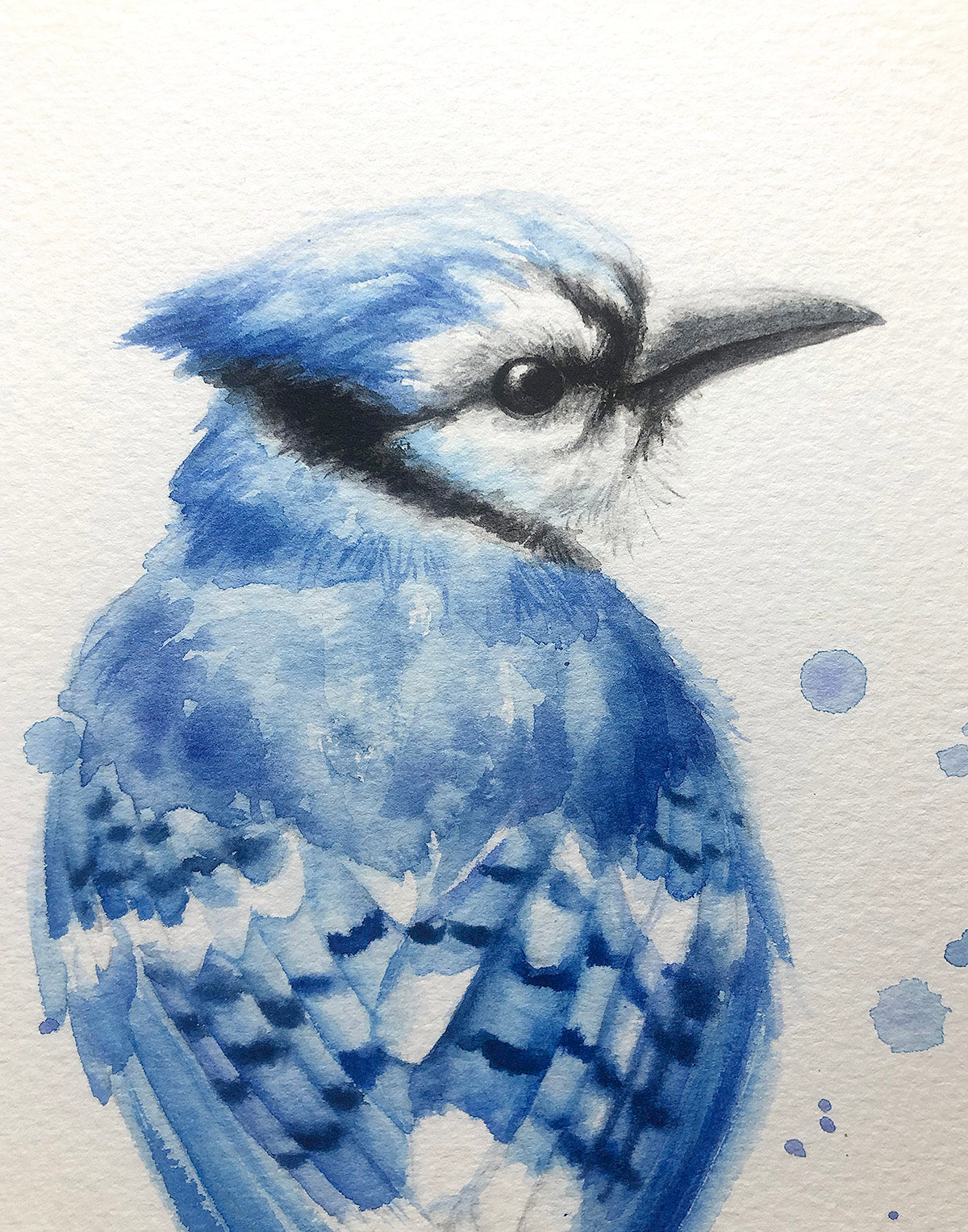Blue Jay #1