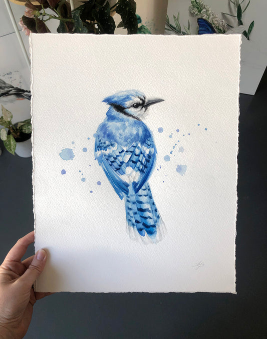 Blue Jay #1