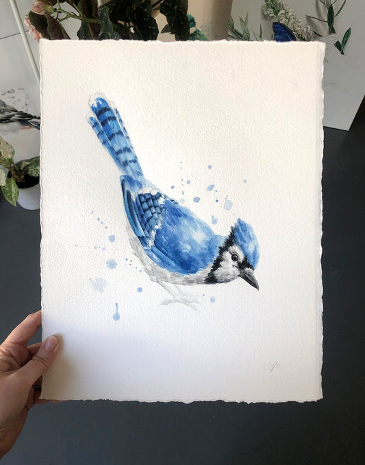 Blue Jay #2