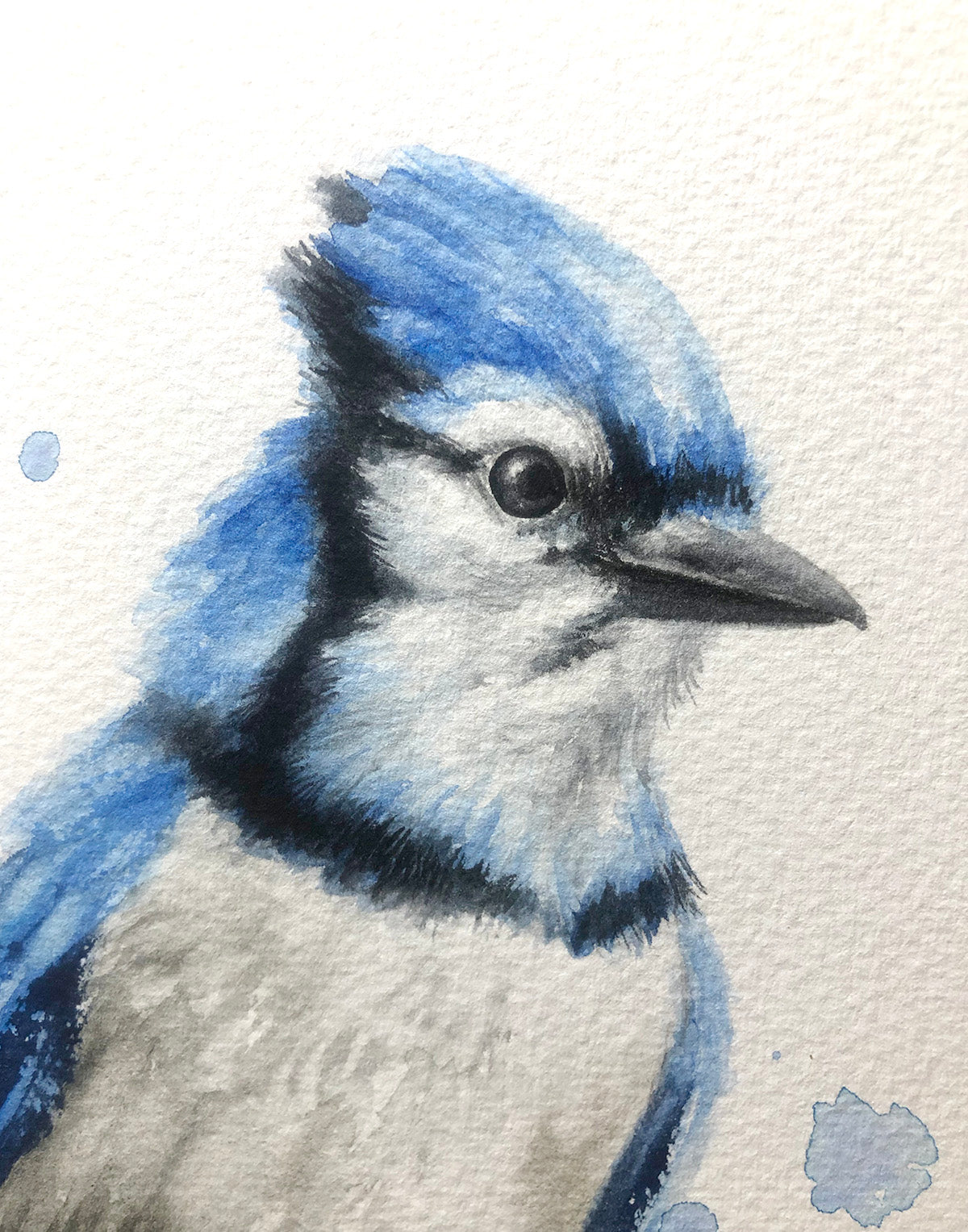 Blue Jay #3
