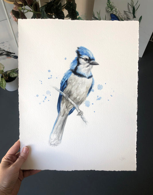 Blue Jay #3