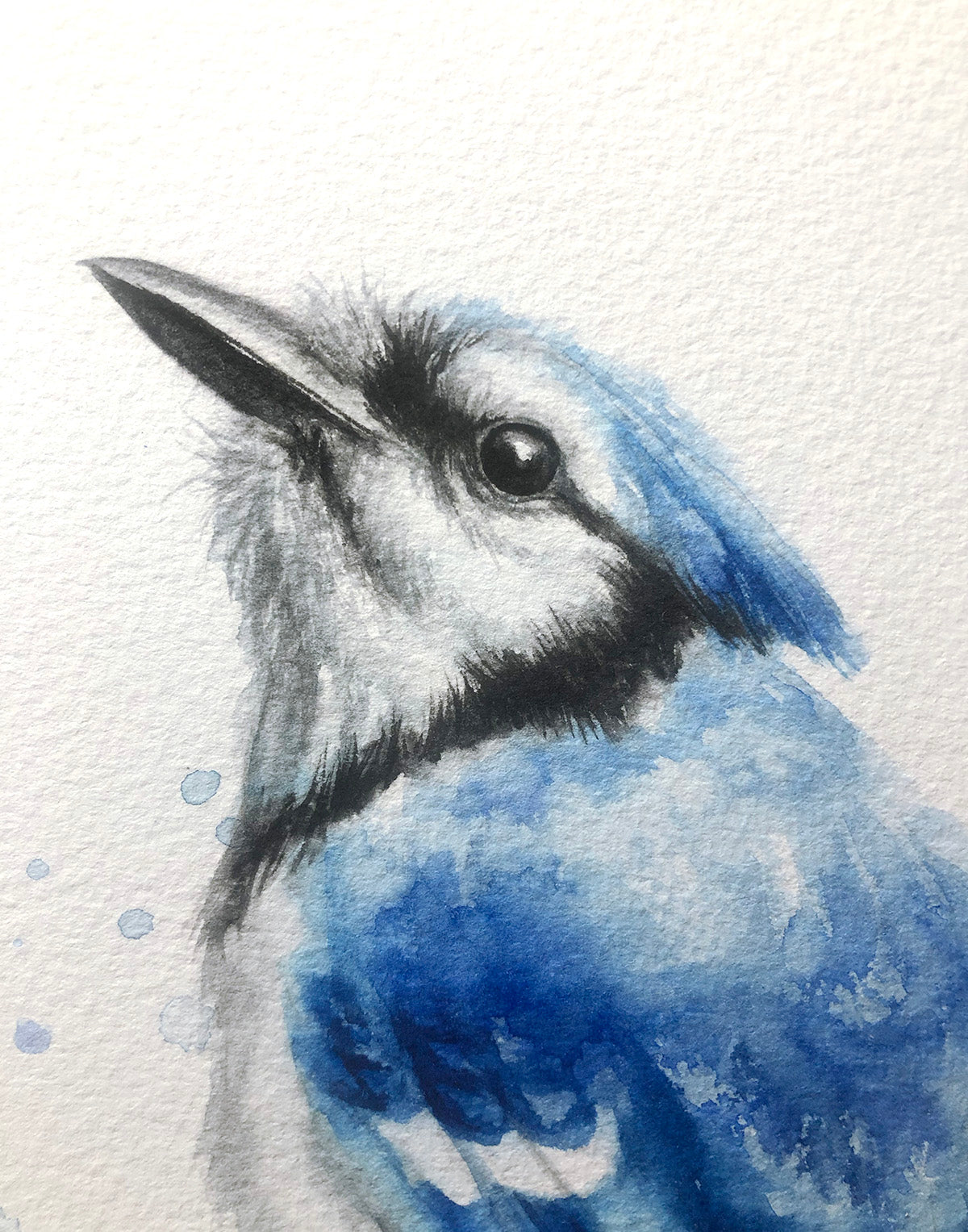 Blue Jay #4